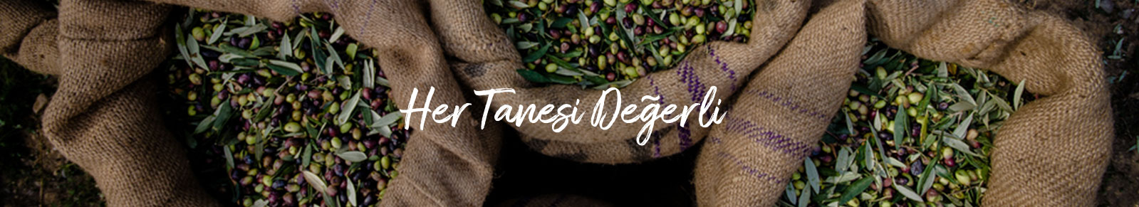 NIFELYA OLIVE OILS