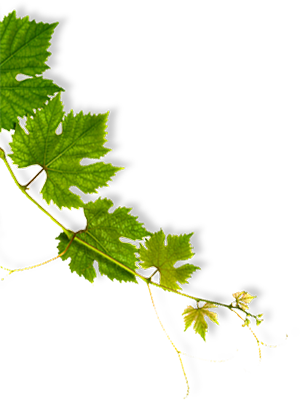 NIFELYA OLIVE OILS