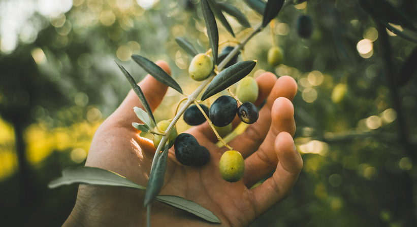 NIFELYA OLIVE OILS