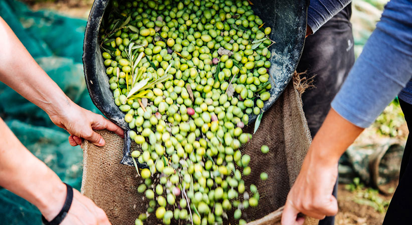 NIFELYA OLIVE OILS