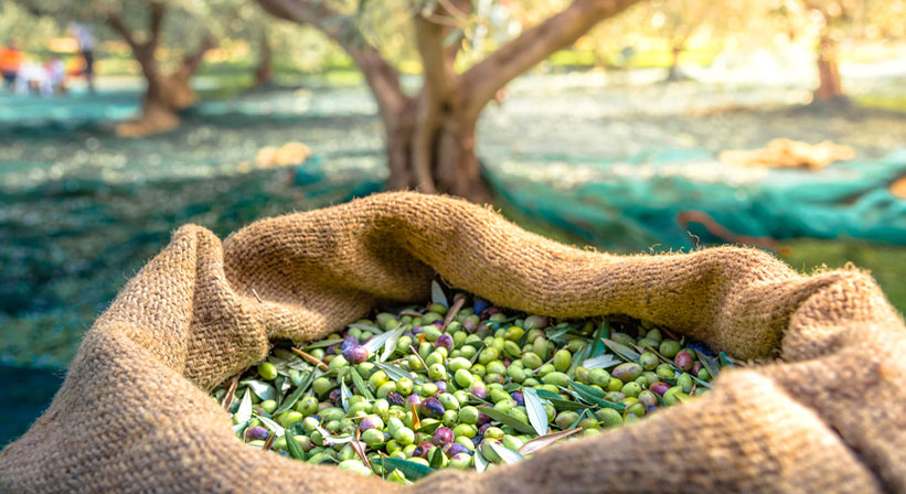 NIFELYA OLIVE OILS